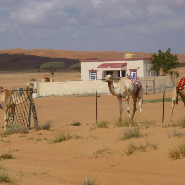 Oman, Wahiba Sands, Wüstencamp, Wüste, Kamel. Ausflug, Der Reisekoffer, reisen