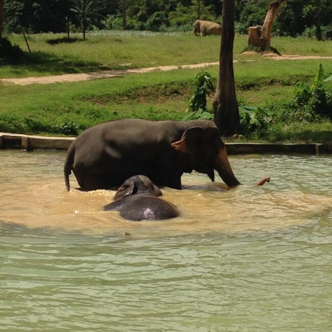 Thailand, Khao Sok National Park Elephant Hills